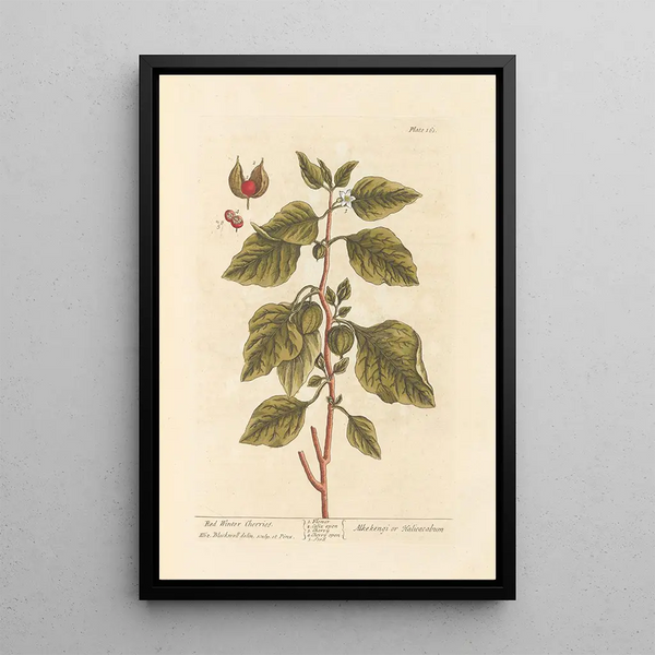 Cerezos de invierno rojos - Elizabeth Blackwell — cuadro enmarcado en la pared