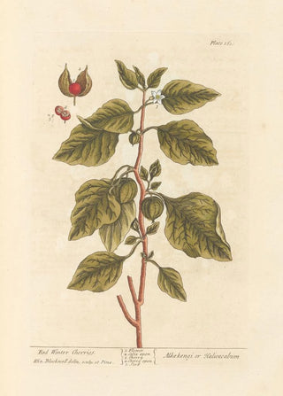 Elizabeth Blackwell - Red winter cherries.webp