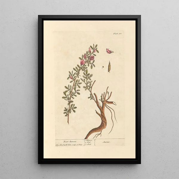 Bugrane - Elizabeth Blackwell — cuadro enmarcado en la pared