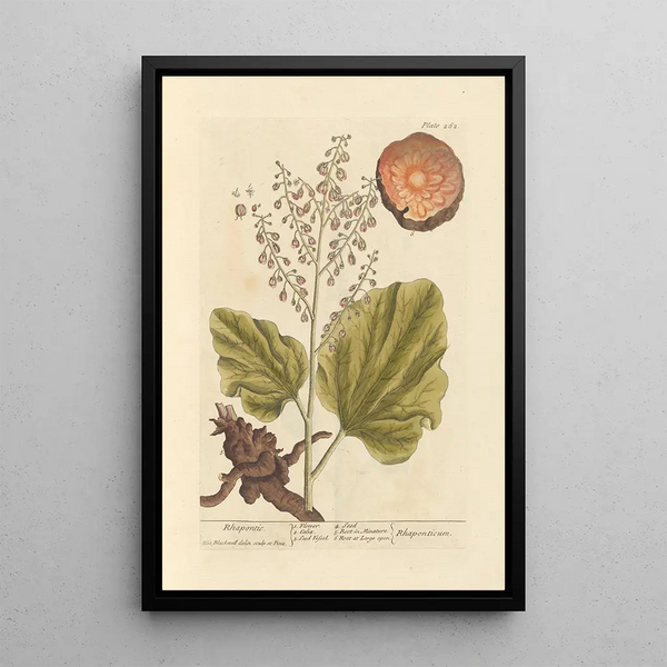 Rhapontic - Elizabeth Blackwell — cuadro enmarcado en la pared