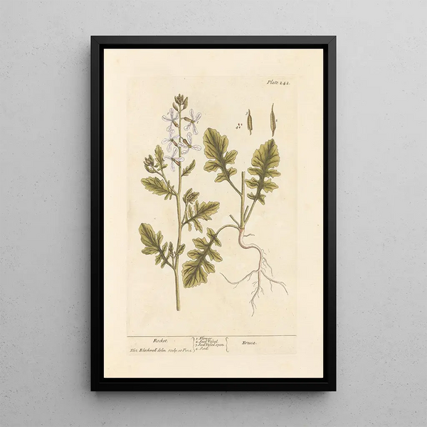 Roquette - Elizabeth Blackwell — cuadro enmarcado en la pared