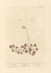 Rosa solis - Elizabeth Blackwell — vista de la obra