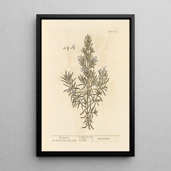 de Romero - Elizabeth Blackwell — cuadro enmarcado en la pared