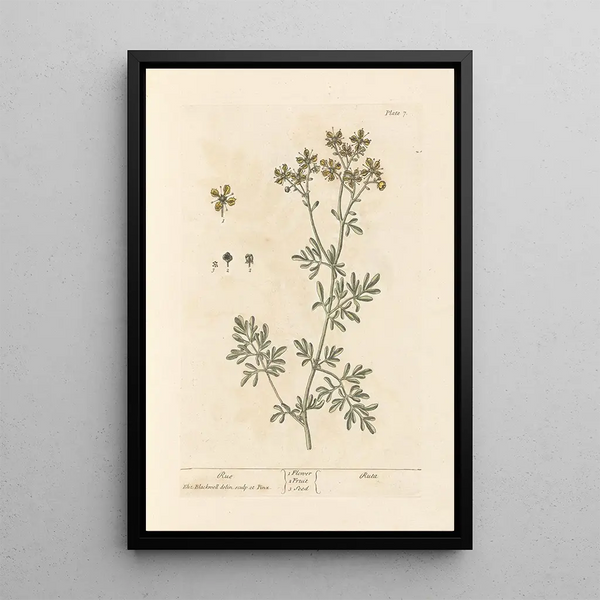 Rue - Elizabeth Blackwell — cuadro enmarcado en la pared
