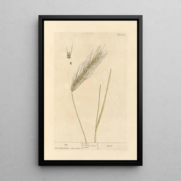 Seigle - Elizabeth Blackwell — cuadro enmarcado en la pared