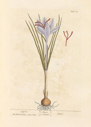 Elizabeth Blackwell - Saffron.webp