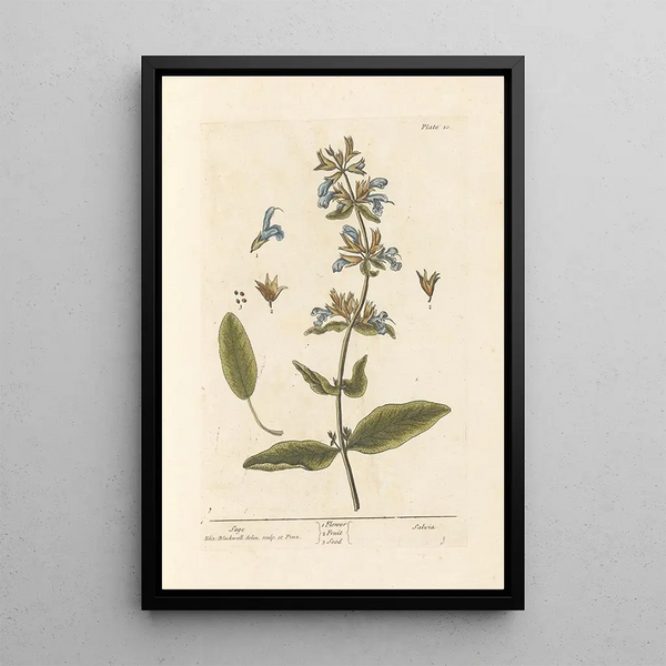 Salvia - Elizabeth Blackwell — cuadro enmarcado en la pared