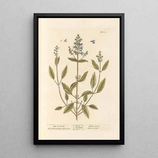 Sauge de vertu - Elizabeth Blackwell — cuadro enmarcado en la pared