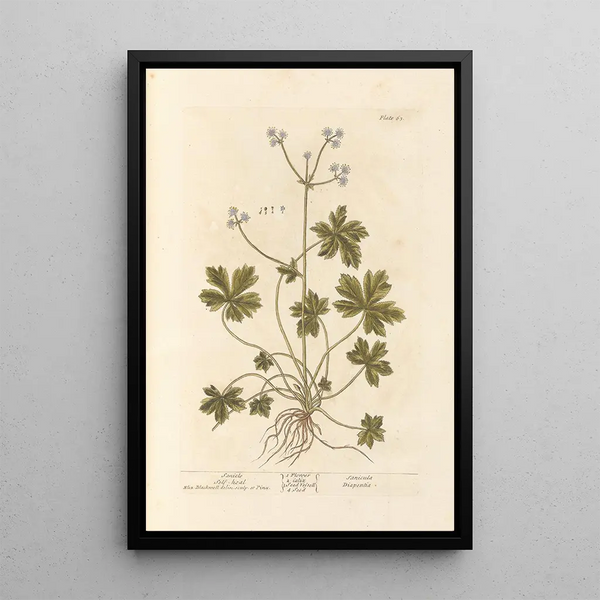 Sanicle Selfheal - Elizabeth Blackwell — cuadro enmarcado en la pared