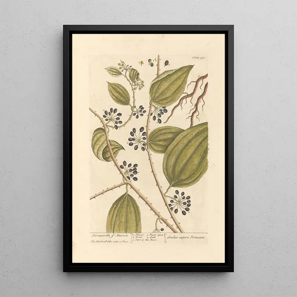 Salsepareille de América - Elizabeth Blackwell — cuadro enmarcado en la pared
