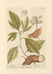 Sassafras - Elizabeth Blackwell — vista de la obra