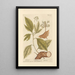 Sassafras - Elizabeth Blackwell — cuadro enmarcado en la pared