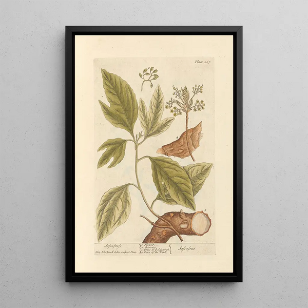 Sassafras - Elizabeth Blackwell — cuadro enmarcado en la pared