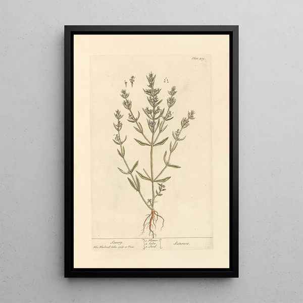 Sarriette - Elizabeth Blackwell — cuadro enmarcado en la pared