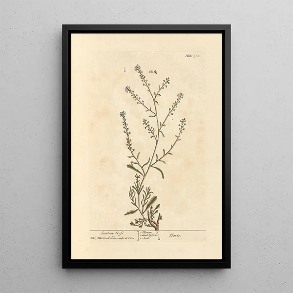 Cresson ciática - Elizabeth Blackwell — cuadro enmarcado en la pared