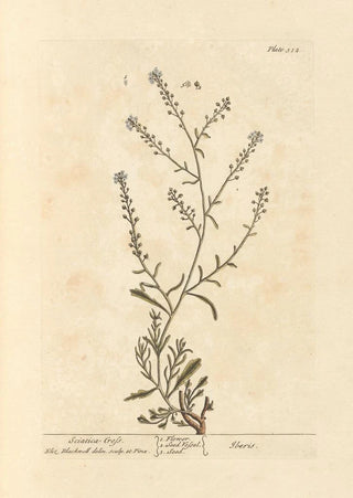Elizabeth Blackwell - Sciatica cress.webp