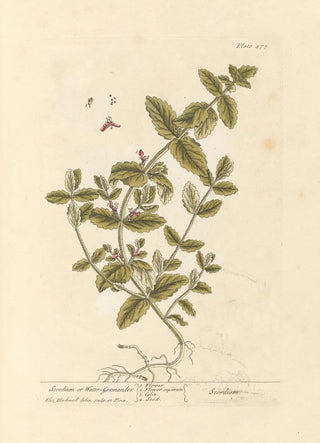 Elizabeth Blackwell - Scordium or water germander.webp
