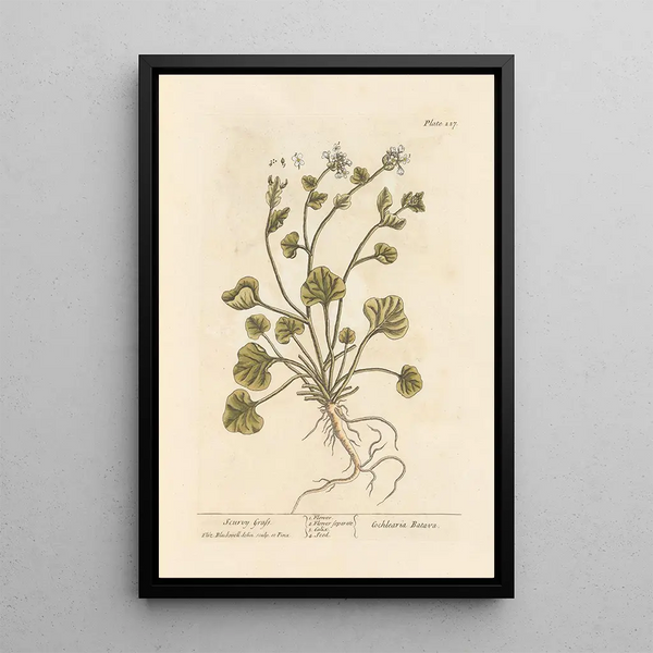 Hierba de escorbuto - Elizabeth Blackwell — cuadro enmarcado en la pared