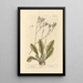 Lavanda de mar - Elizabeth Blackwell — cuadro enmarcado en la pared
