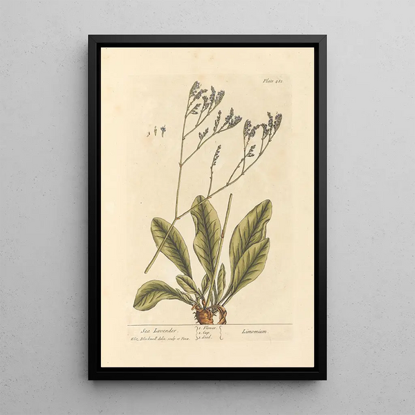 Lavanda de mar - Elizabeth Blackwell — cuadro enmarcado en la pared