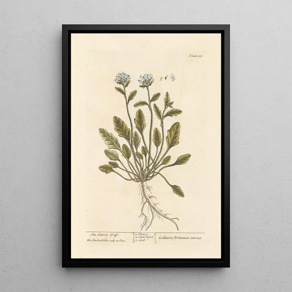 Hierba de escorbuto de mar - Elizabeth Blackwell — cuadro enmarcado en la pared