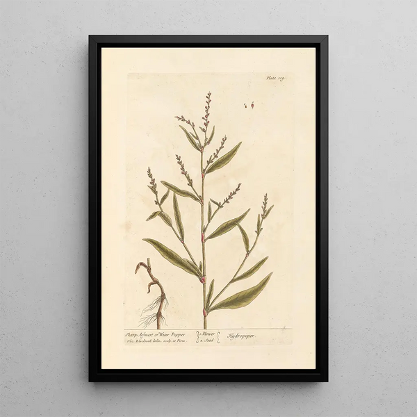 Arsmart puntiagudo o pimienta de agua - Elizabeth Blackwell — cuadro enmarcado en la pared