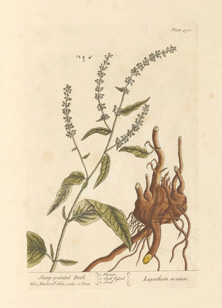Elizabeth Blackwell - Sharppointed dock.webp
