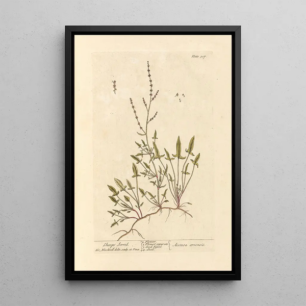 Oseille de ovejas - Elizabeth Blackwell — cuadro enmarcado en la pared