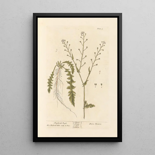 Bourse-à-pasteur - Elizabeth Blackwell — cuadro enmarcado en la pared