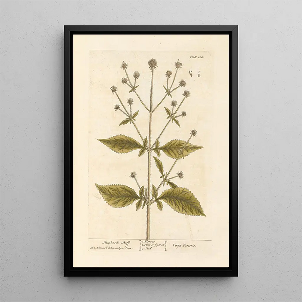 Bastón de pastor - Elizabeth Blackwell — cuadro enmarcado en la pared