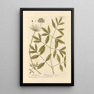Elizabeth Blackwell - Siler mountain.webp