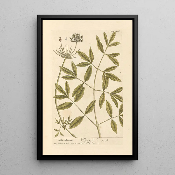 Montaña de Siler - Elizabeth Blackwell — cuadro enmarcado en la pared