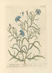 Pequeña centaurea - Elizabeth Blackwell — vista de la obra