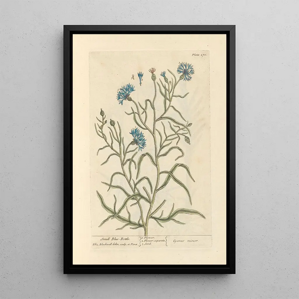 Pequeña centaurea - Elizabeth Blackwell — cuadro enmarcado en la pared