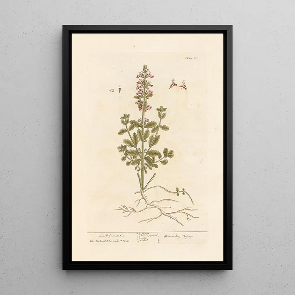 Pequeña germandrée - Elizabeth Blackwell — cuadro enmarcado en la pared