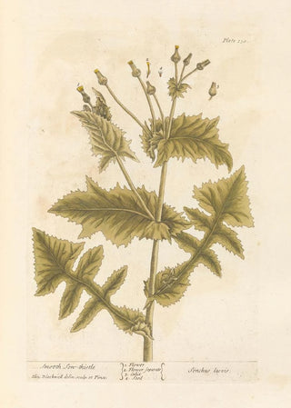 Elizabeth Blackwell - Smooth sowthistle.webp