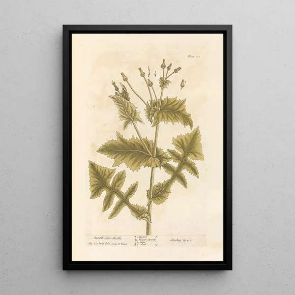 Laiteron lisse - Elizabeth Blackwell — cuadro enmarcado en la pared