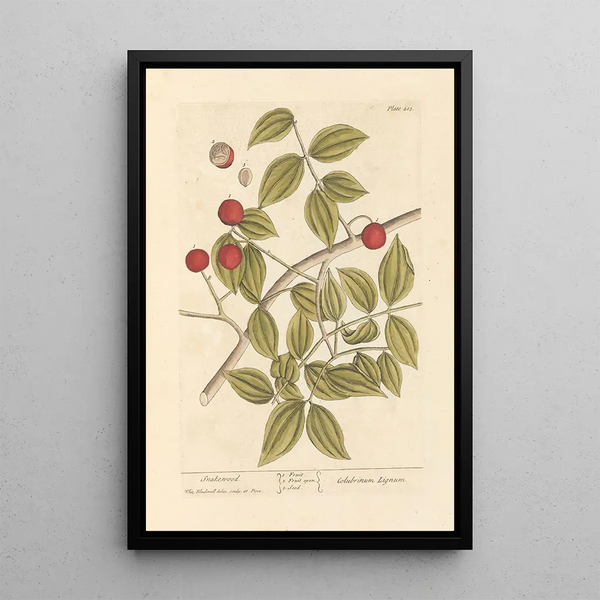 Madera de serpiente - Elizabeth Blackwell — cuadro enmarcado en la pared