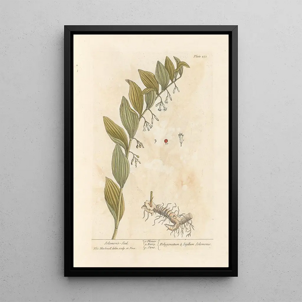 Sceau de Salomon - Elizabeth Blackwell — cuadro enmarcado en la pared