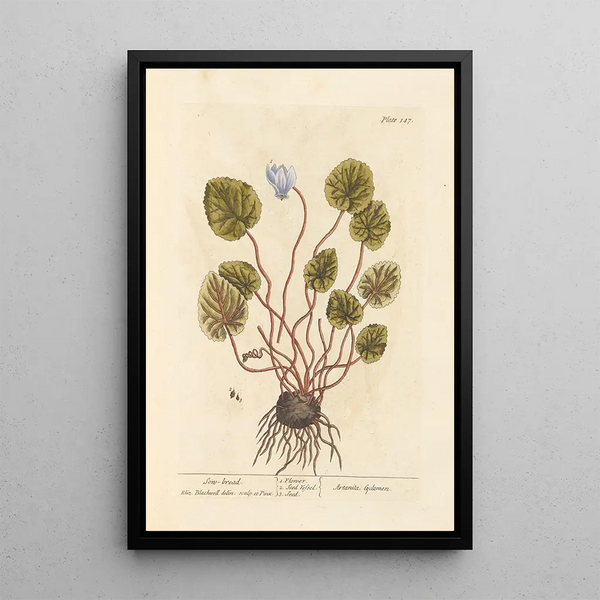 Cyclamen - Elizabeth Blackwell — cuadro enmarcado en la pared