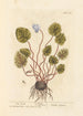 Cyclamen - Elizabeth Blackwell — vista de la obra