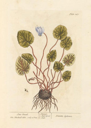 Elizabeth Blackwell - Sowbread.webp