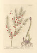 Asperge - Elizabeth Blackwell — vista de la obra