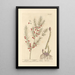 Asperge - Elizabeth Blackwell — cuadro enmarcado en la pared