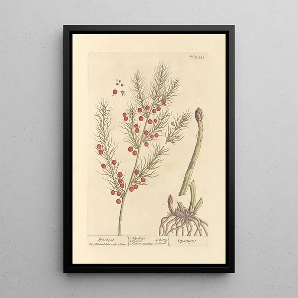 Asperge - Elizabeth Blackwell — cuadro enmarcado en la pared