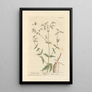 Elizabeth Blackwell - Spatling poppy.webp