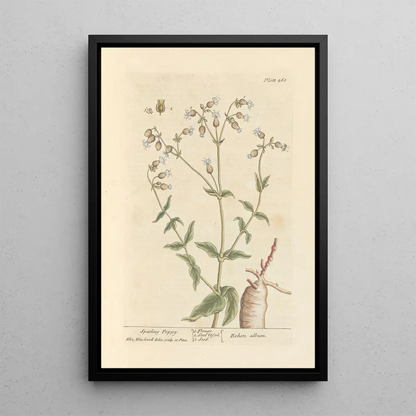 amapola spatling - Elizabeth Blackwell — cuadro enmarcado en la pared