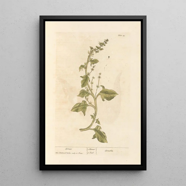 Espinaca - Elizabeth Blackwell — cuadro enmarcado en la pared
