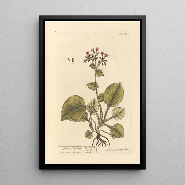 Pulmonar manchado - Elizabeth Blackwell — cuadro enmarcado en la pared