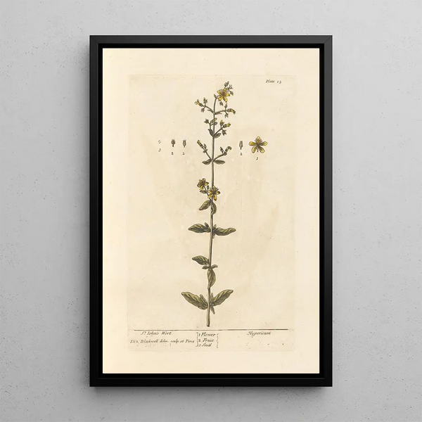 Millepertuis - Elizabeth Blackwell — cuadro enmarcado en la pared